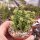 Crassula rupestris ssp. commutata cv. Tom Thumb