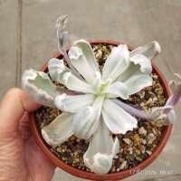 Echeveria cv. Berkeley Light