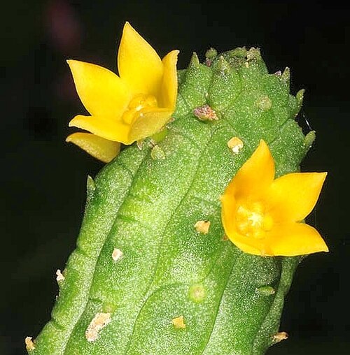Echidnopsis cereiformis cv. flavoflora