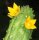 Echidnopsis cereiformis cv. flavoflora