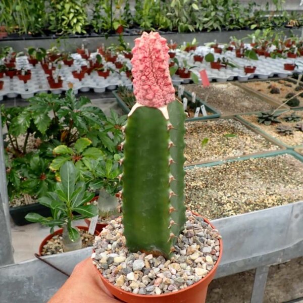 Euphorbia abdelkuri cv. Damask  gepfr.