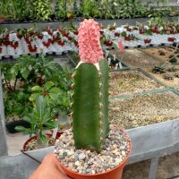 Euphorbia abdelkuri cv. Damask  gepfr.