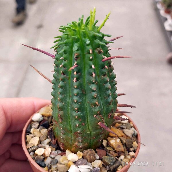 Euphorbia aggregata