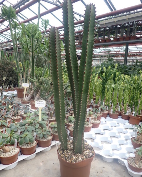 Euphorbia canariensis XL Sperrgut