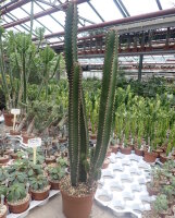Euphorbia canariensis XL Sperrgut