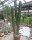Euphorbia canariensis XL Sperrgut