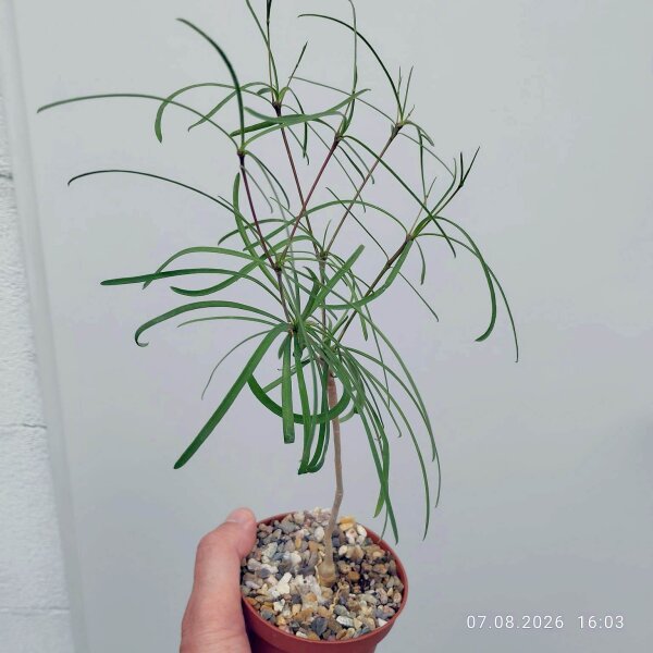 Euphorbia hedyotoides