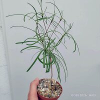 Euphorbia hedyotoides