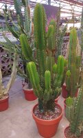 Euphorbia ingens XL Diam. 30-40 cm - H. 110-115 cm
