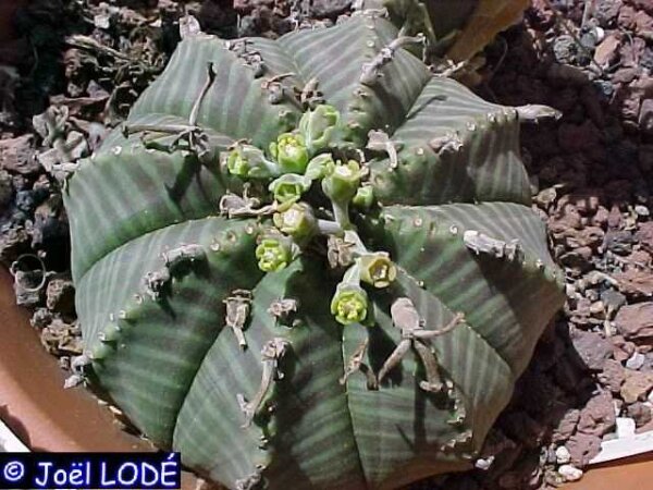 Euphorbia meloformis