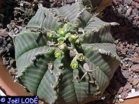 Euphorbia meloformis