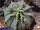 Euphorbia meloformis