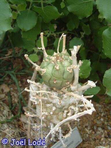 Euphorbia monteiri