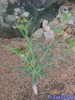 Euphorbia monteiri
