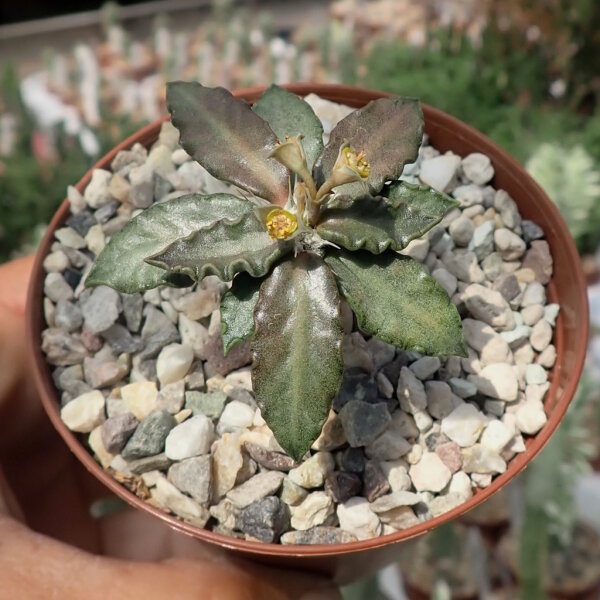 Euphorbia tulearensis CITES, not outside EU