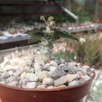 Euphorbia tulearensis CITES, not outside EU