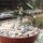 Euphorbia tulearensis CITES, not outside EU