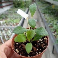 Hoya burtoniae DS 70