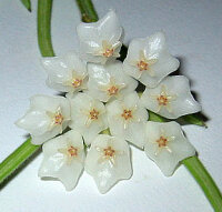 Hoya linearis