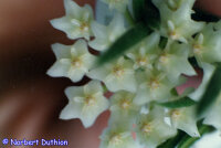 Hoya linearis