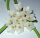 Hoya linearis