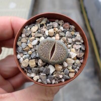 Lithops hallii v. hallii Brown form II C 136