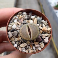 Lithops hallii v. hallii Brown form II C 136