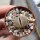 Lithops hallii v. hallii Brown form II C 136