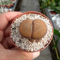 Lithops lesliei v. mariae C 141 TL