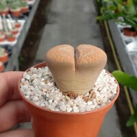 Lithops lesliei v. mariae C 141 TL