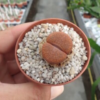 Lithops lesliei v. mariae C 141 TL