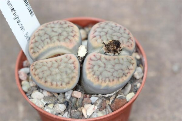 Lithops schwantesii C 077