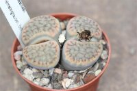 Lithops schwantesii C 077