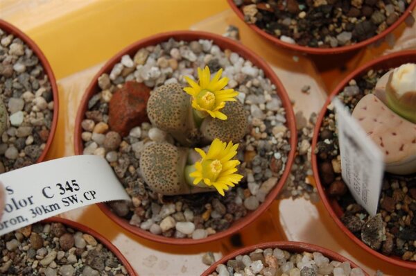 Lithops terricolor C 345