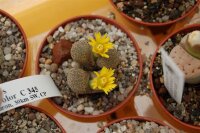 Lithops terricolor C 345
