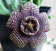 Orbea maculosa
