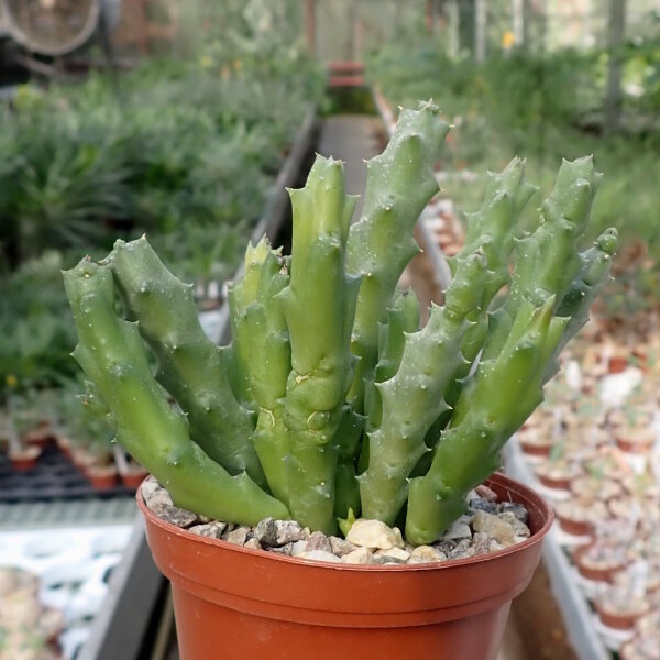 Orbea variegata