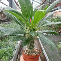 Pachypodium lamerei v. ramosum