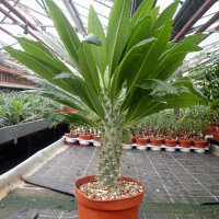 Pachypodium lamerei v. ramosum
