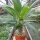 Pachypodium lamerei v. ramosum