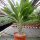 Pachypodium lamerei v. ramosum