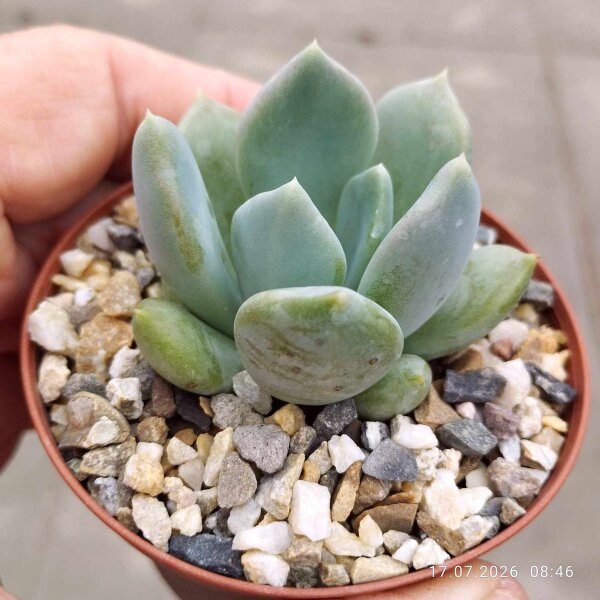 Pachyveria corvus