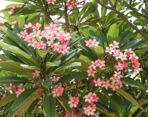 Plumeria-Hybr. Petit Pink Frangipani