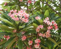 Plumeria-Hybr. Petit Pink Frangipani