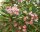Plumeria-Hybr. Petit Pink Frangipani