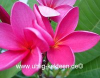 Plumeria-Hybr. Pink Perfection Frangipani