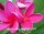 Plumeria-Hybr. Pink Perfection Frangipani
