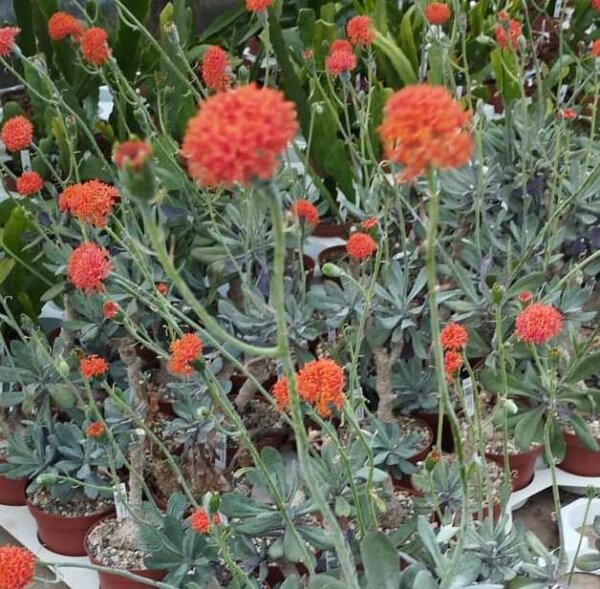 Senecio fulgens