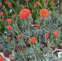 Senecio fulgens