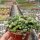 Senecio rowleyanus
